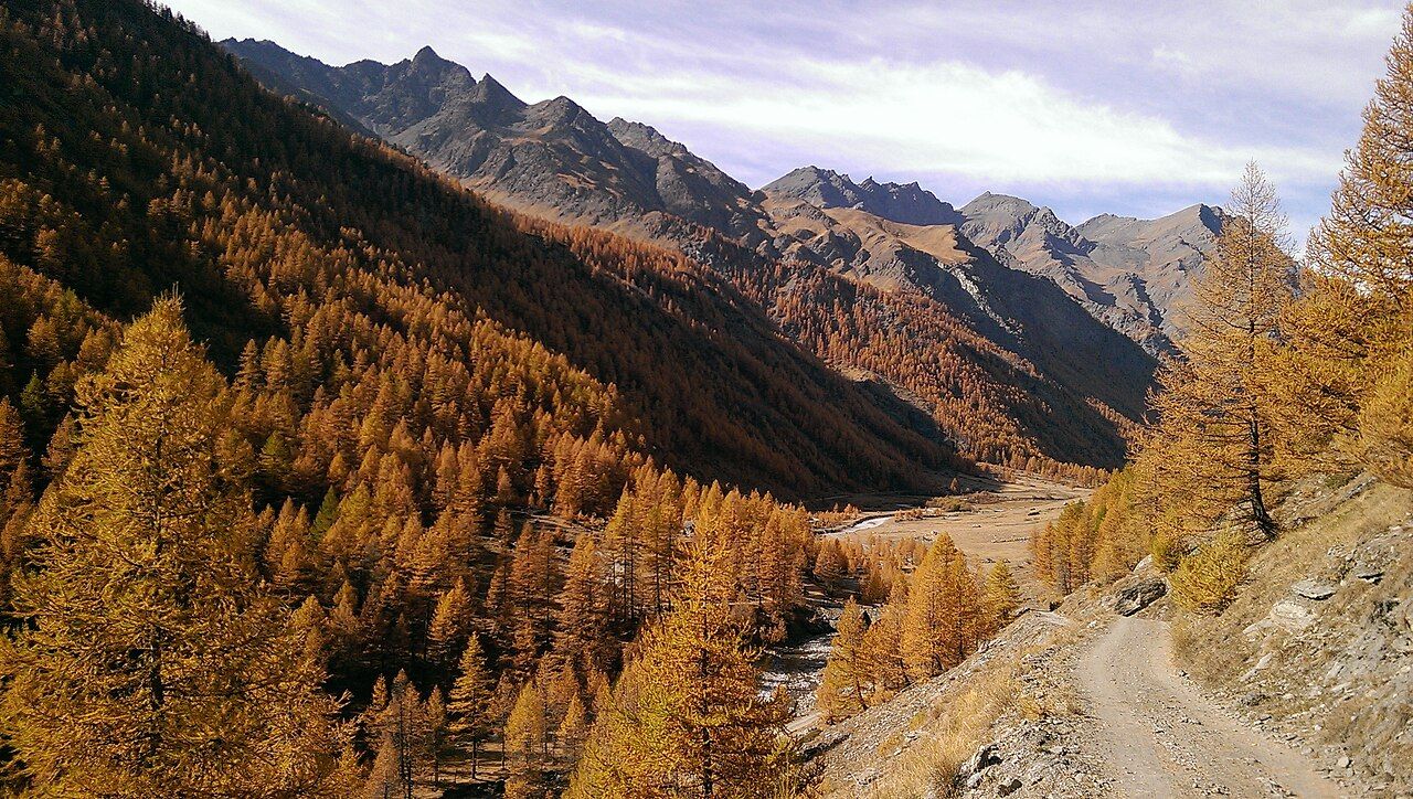Autunno: i larici si colorano d’oro
