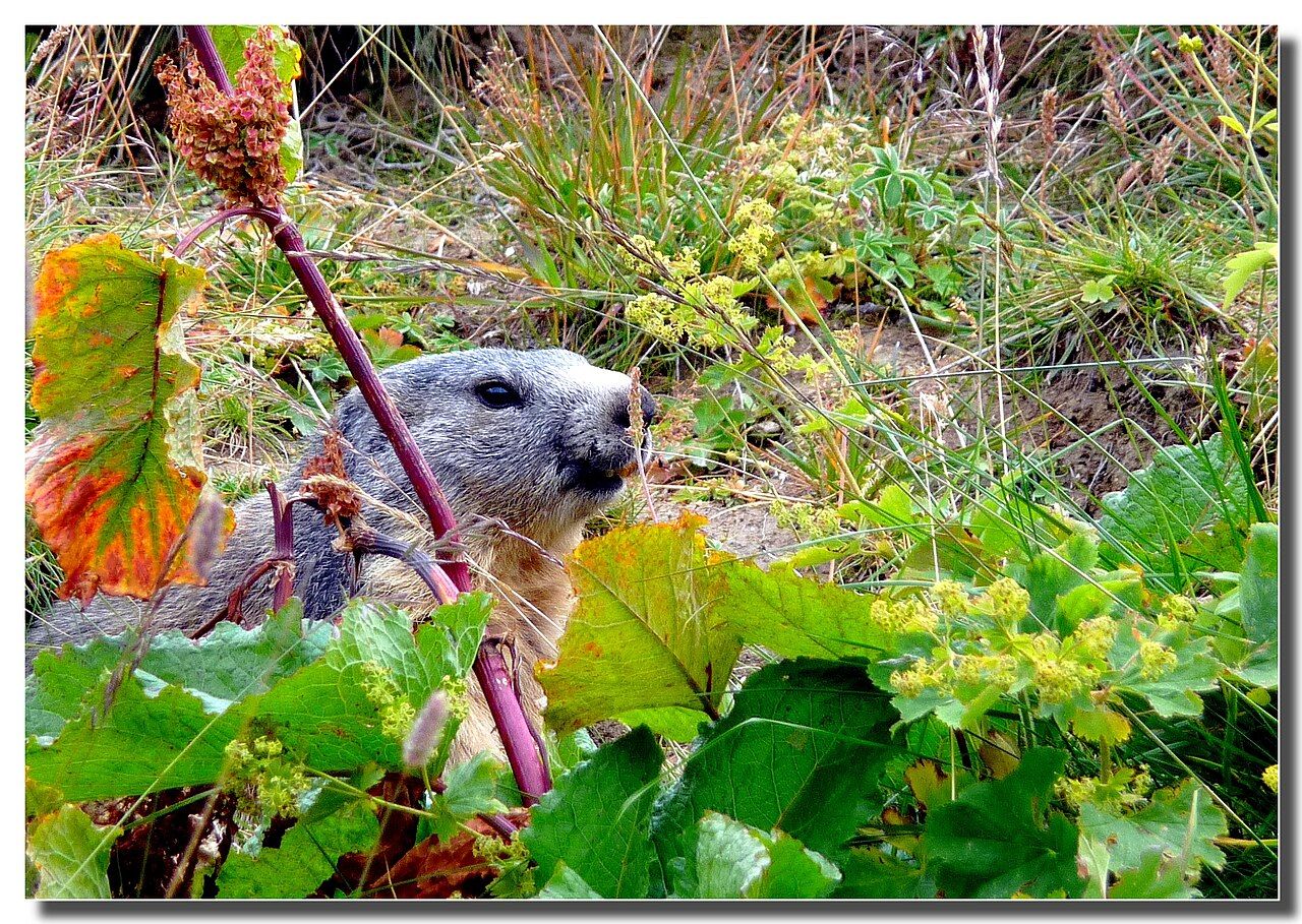 Una marmotta nei pascoli della valle